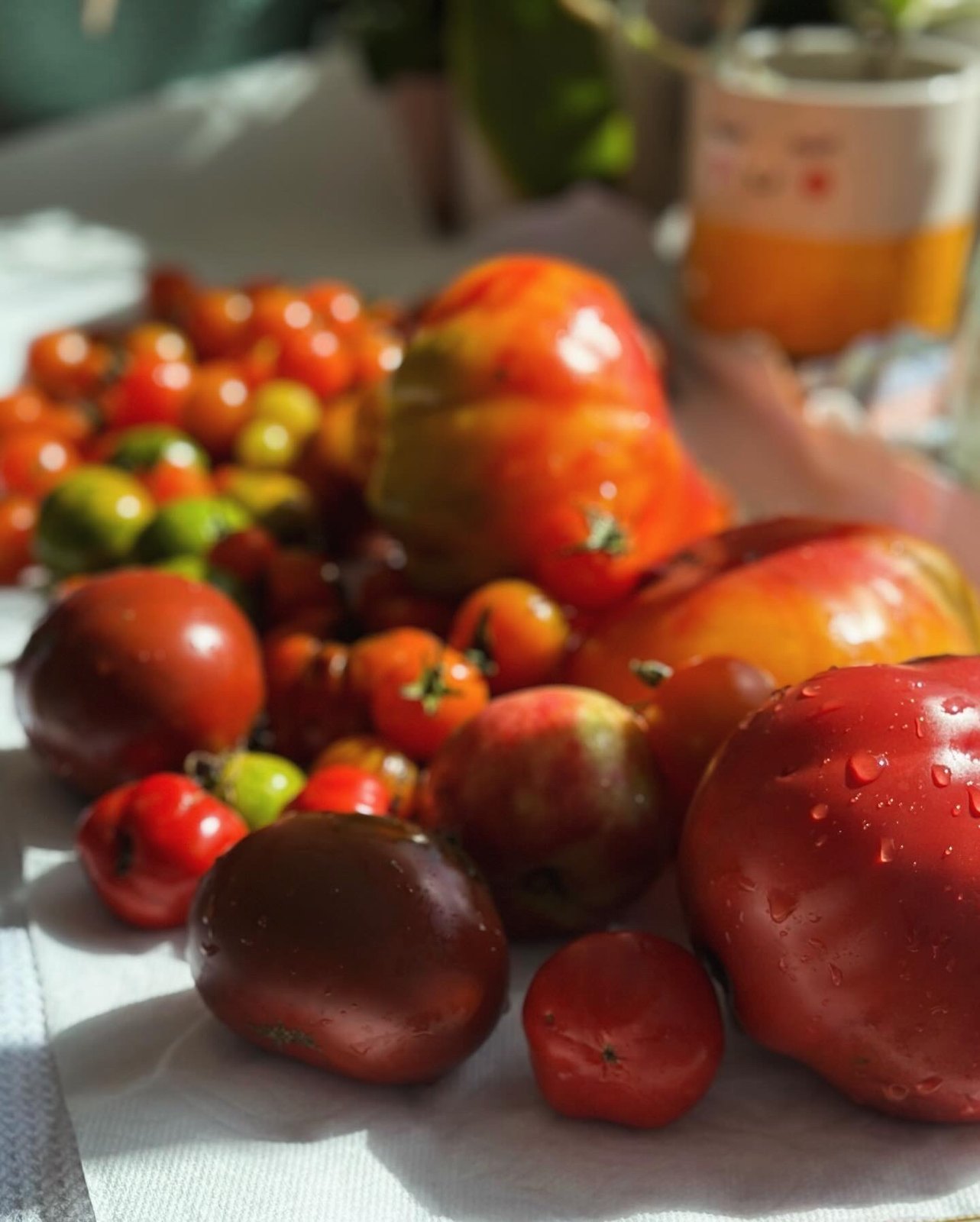 Heirloom and cherry tomatoes in reds, greens, and deep purples gathered on a striped cloth