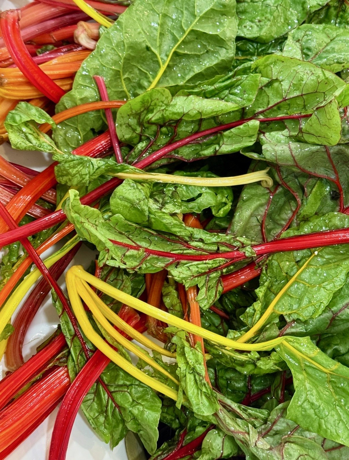 Fresh rainbow chard leaves with red, orange, and yellow stems